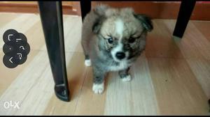 Pomeranian 5 puppy s call me