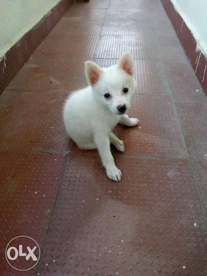 Pommerian female puppy 32 days old for sale