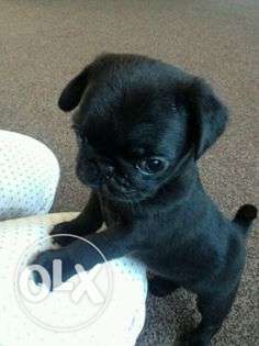 Pug Puppys For Sale (female) Black Pawan Colour