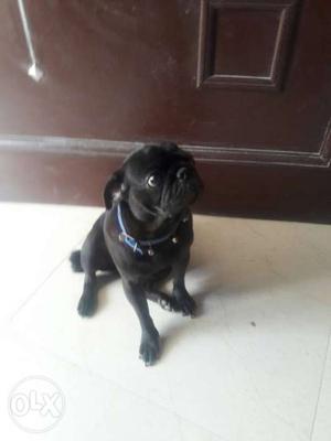 Pug black shining kutti 2sall 6mahine