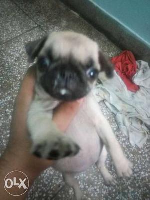 Pug female champion breed 26 days