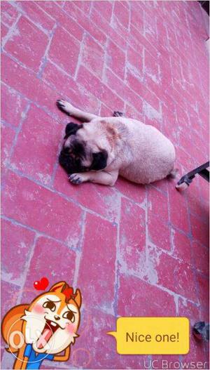 Pug female sell Age 16 month