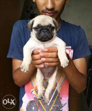 Pug male and female show quality puppies avilable