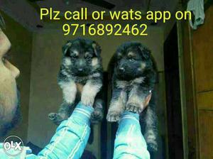 Pulpy gulpy German shephrd puppies and all types