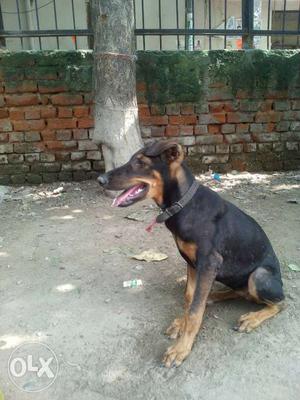 Pure Doberman puppy