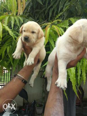 Pure Labrador puppies available at Jaipur
