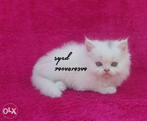 Pure breed Persian kittens available in all