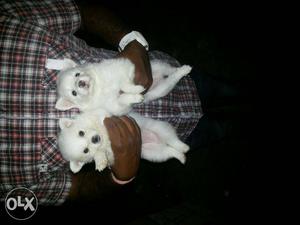 Pure white female puppy wit D warmed and self