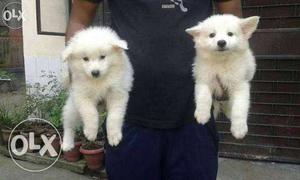 Pure white puppy of pomerian