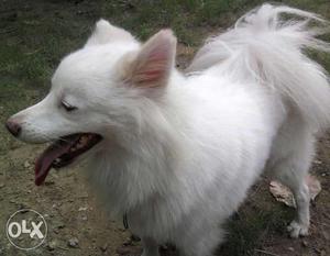 Quit Male Pomeranion Dog White Clr..For sale