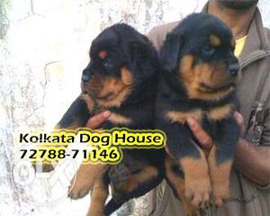 ROT WAILER Pups available with Quality Grantee ~ KOLKATA DOG