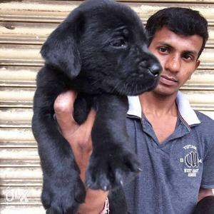 Ranchi:-i Cash On Delivery Dog Puppies