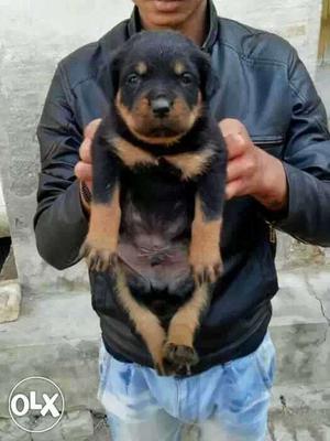Ready stock Punch Black And Brown Rottweiler Puppies