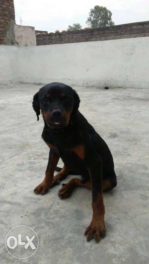 Rottweiler 6 month pure breed