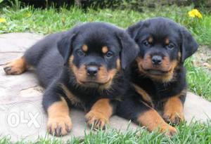 Rottweiler duo on sale (male,female)