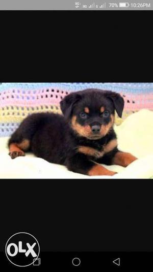 Rottweiler lovely nature Puppies show breed Quality pups for
