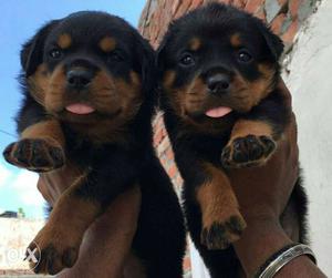 Rottweiler male& female puppy only call now