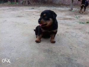 Rottweiler one month pure breed heavy bone. Fixed price no