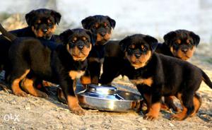 Rottweiler puppy normal quality Rajasthan Beautiful..