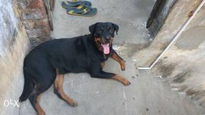 Rottweiller certified female for sale