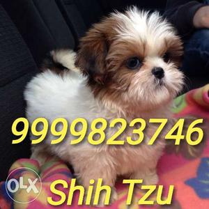 SHIH tzu Male Puppy Available For Sale