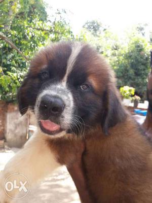 Saint Bernard 2 month old male puppy for sale pls