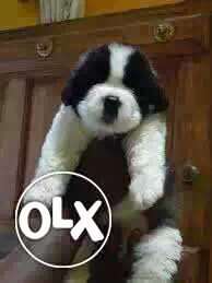 Satna:- Boxer"beagle"saint Bernrd"all Puppeis