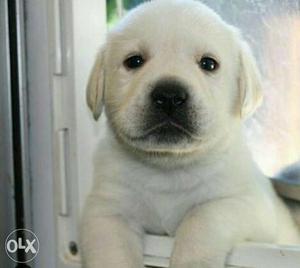 See Our Excellent quality LAB Male and Female Puppies
