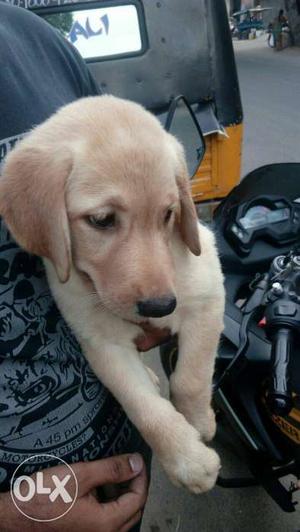Sell my pet Labrador puppy 45 days only
