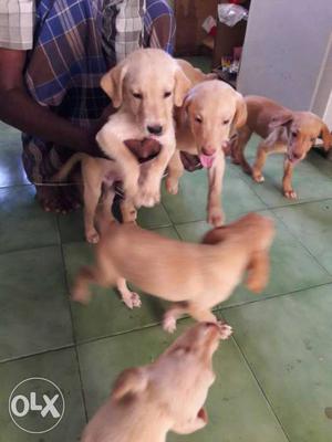 Seven Brown lab Puppies
