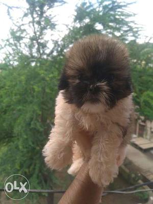 Shihtzu male puppies for sale in awesome quality