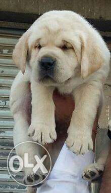 Show colty Labrador vith pepar