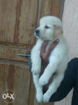 Show lines Golden Retriever puppies available
