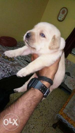Show quality labrador male female pup's available