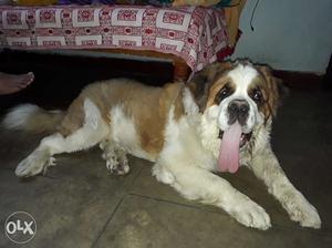 St bernard available for sale
