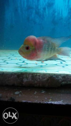 Super red dragon flowerhorn superb colour & very active