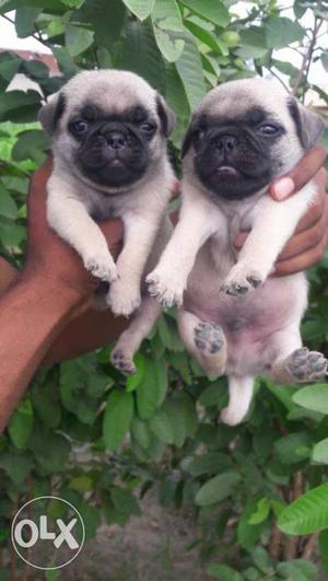 Superb pug puppies available