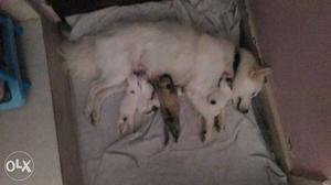 Tan Indian Spitz With Puppies