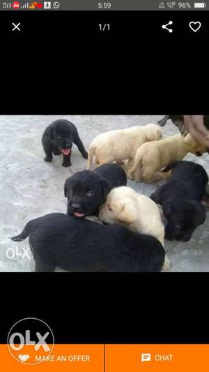 Three Black And Three Yellow Labrador Retriever Puppies