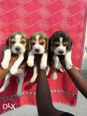 Tip Top Beagle Beautiful Pups Heavy Size available here