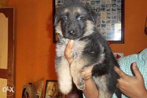 Top Pedigree German Shepherd Pups for sell ~ Kolkata Dog
