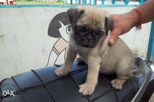 Top Pedigree cute PUG Pups for sell ~ KOLKATA DOG HOUSE