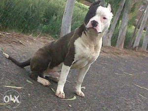 Top breed am bully puppy available blue colour