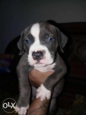 Top quality American bully female pup of 29 days