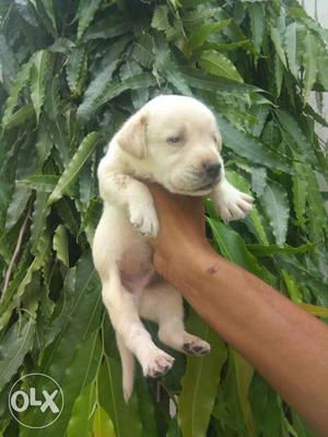 Top quality Labrador male pup available