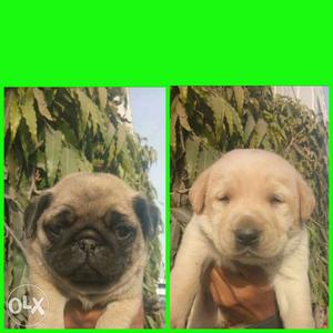 Top quality pug Labrador pups available