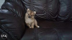 Toy Breed Culture Pomeranian orange colour 2 months old