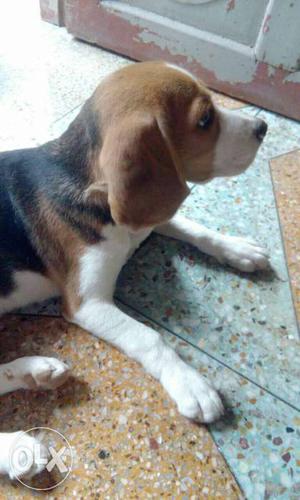 Tri-colored Beagle Dog