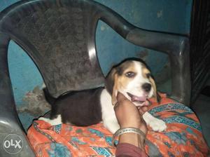 Tricolor Beagle Puppy