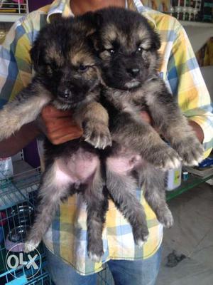 Two Black And Gray German Shepherd Puppies
